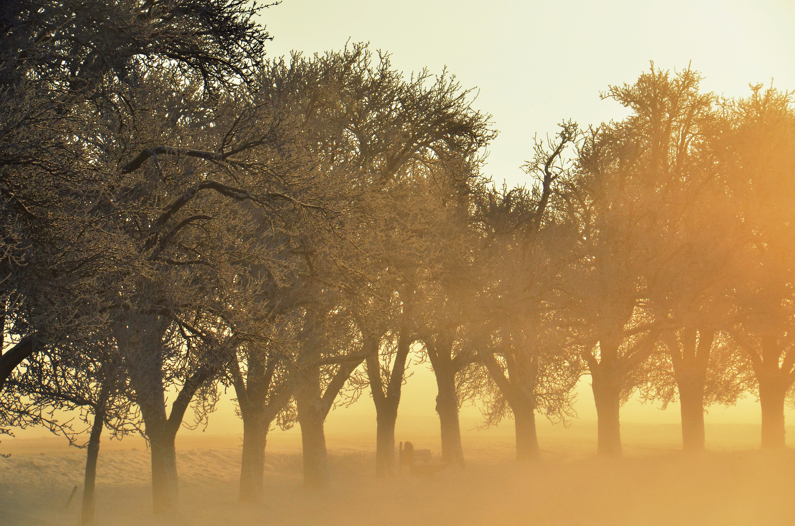 Allee bei Nebel, Wind, Sonne, .... Kälte