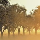 Allee bei Nebel, Wind, Sonne, .... Kälte