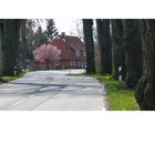 Allee bei Neu-Petersdorf