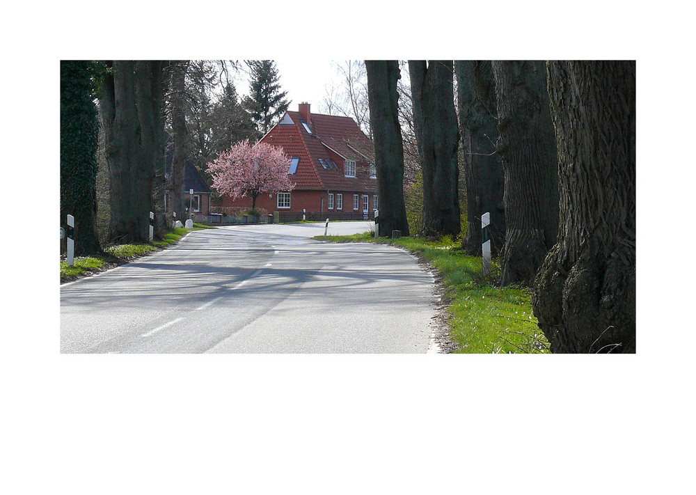 Allee bei Neu-Petersdorf