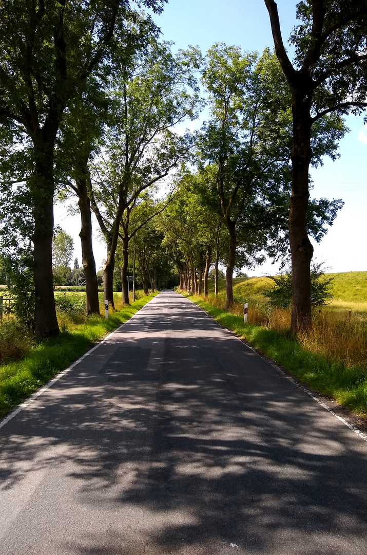 Allee bei Oldenburg