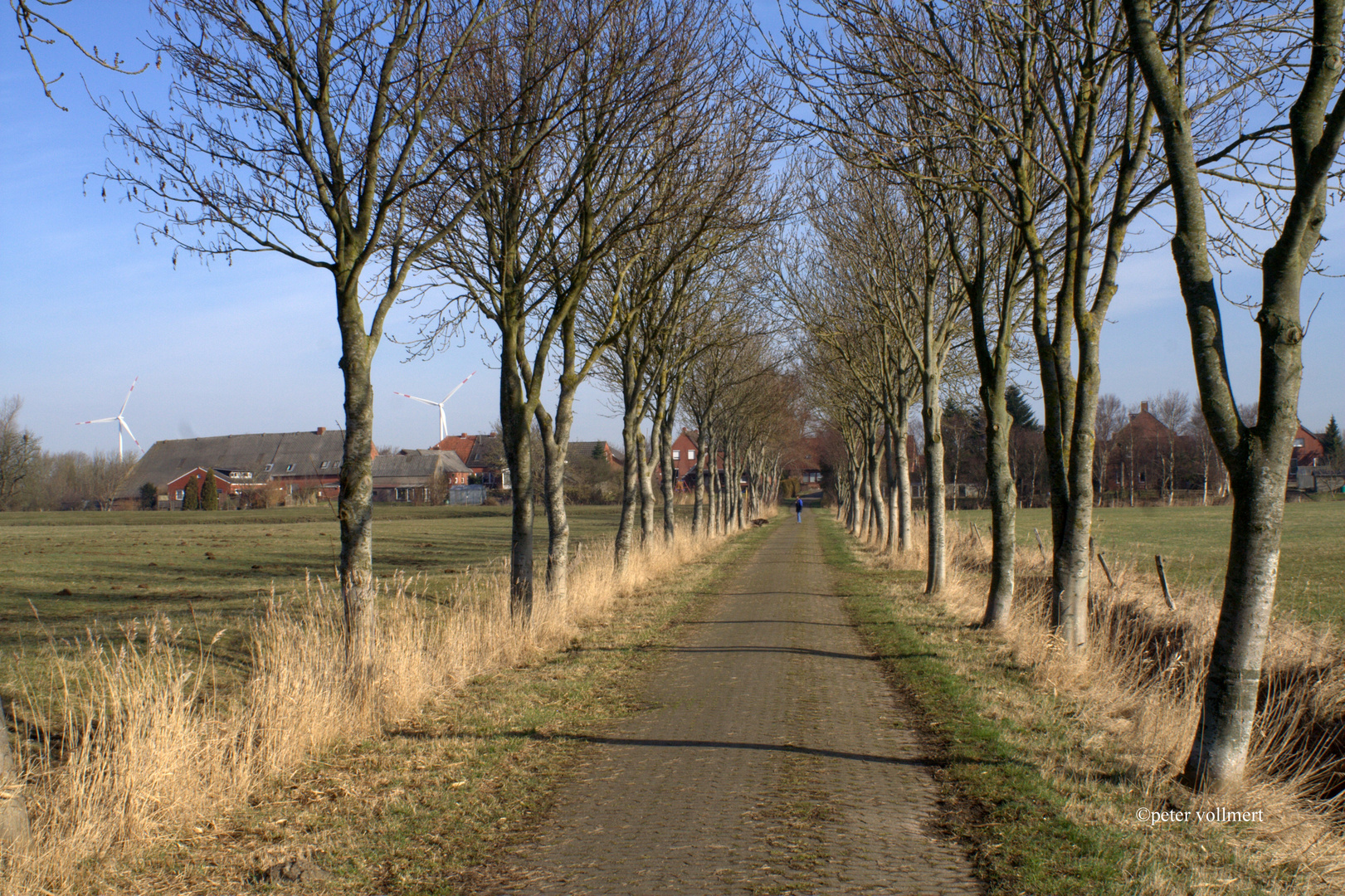 Allee bei Petkum