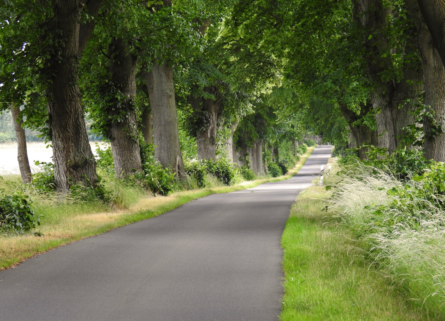 Allee bei Poppendorf