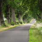 Allee bei Poppendorf
