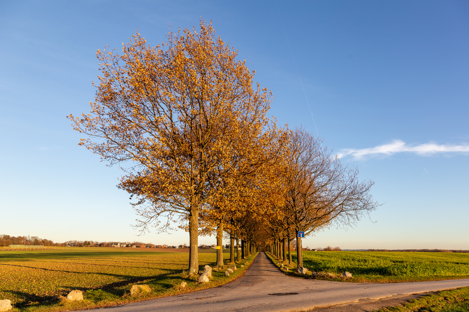 Allee bei Ratingen Homberg