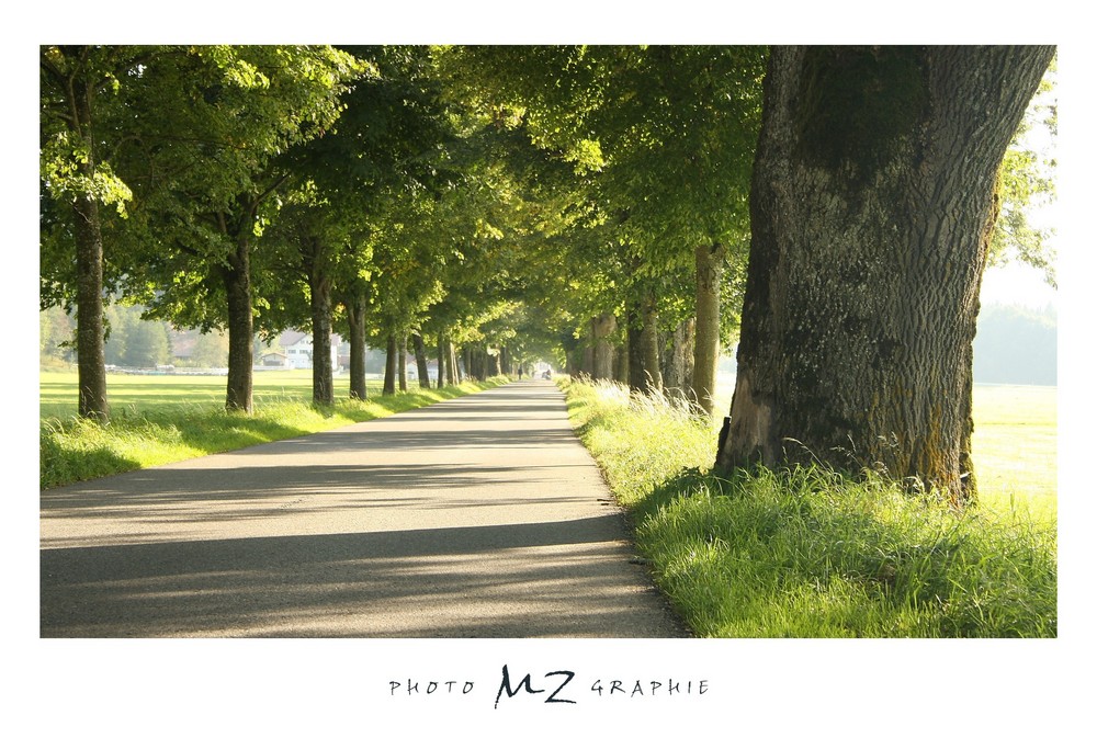 Allee bei Rimpach im Allgäu