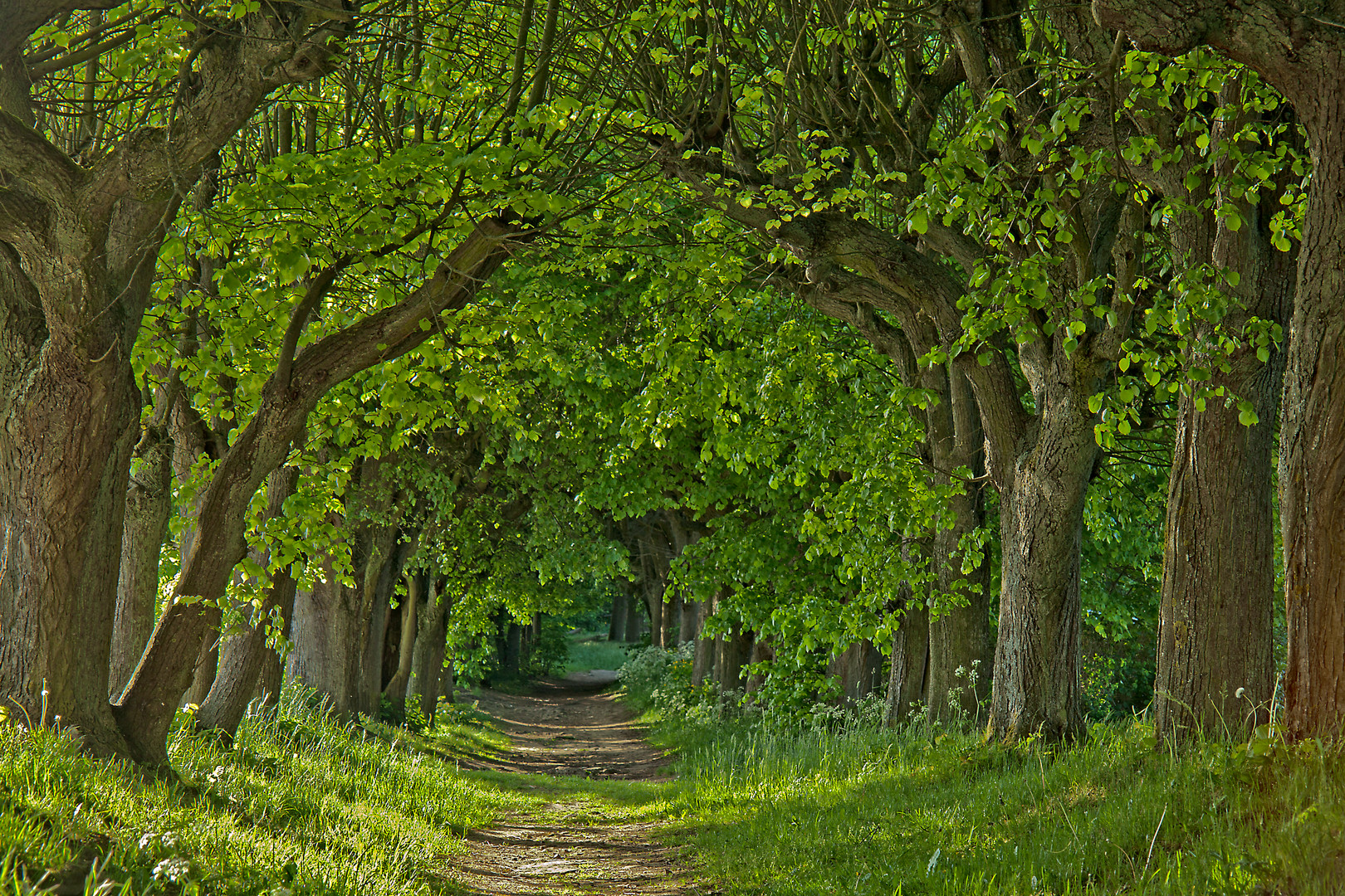 Allee bei Schloß Banz