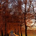 Allee bei Sonnenuntergang