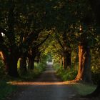 Allee bei Sonnenuntergang