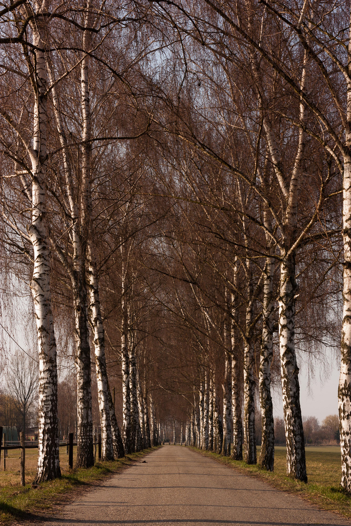 Allee bei Speyer