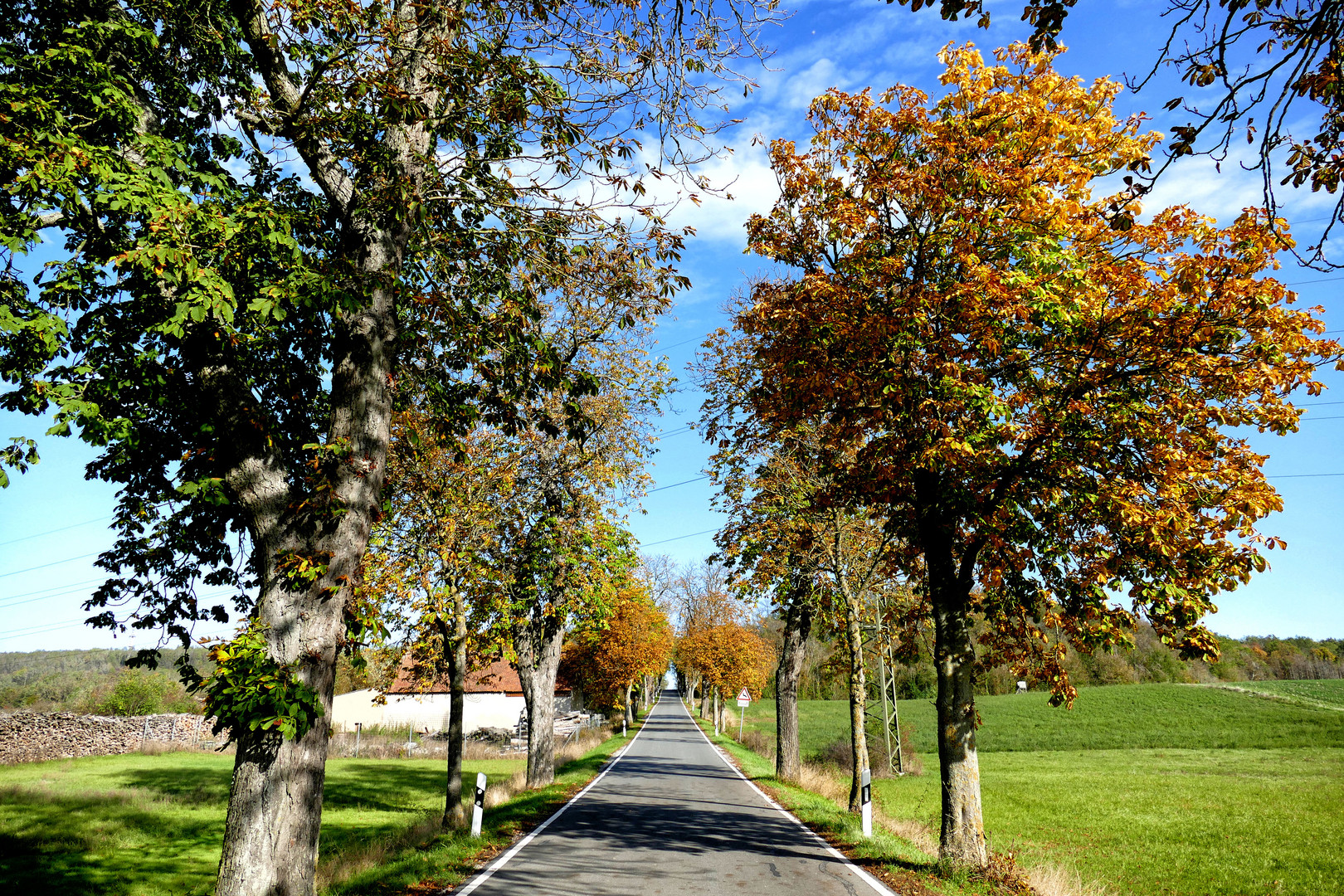 Allee bei Ullstadt in Mittelfranken