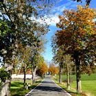 Allee bei Ullstadt in Mittelfranken