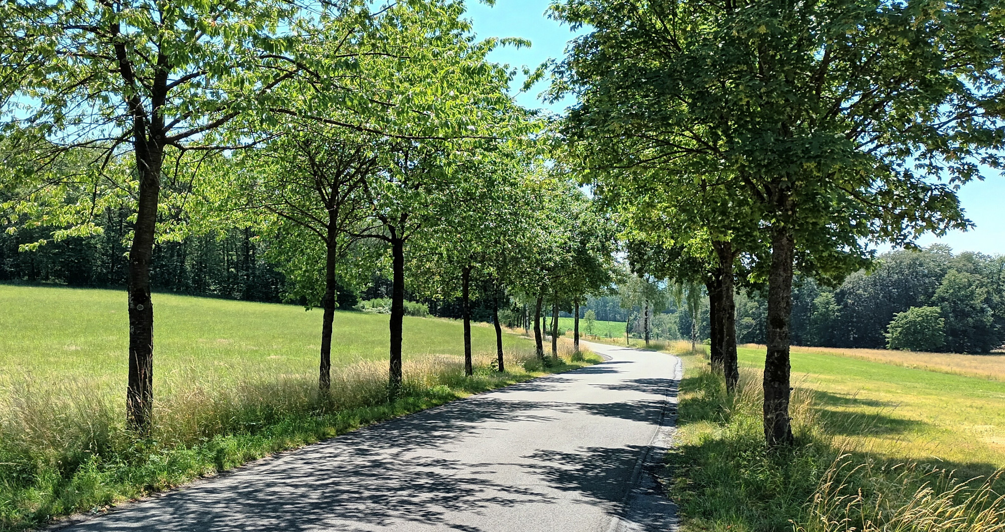 Allee bei Waldbröl-Lützingen