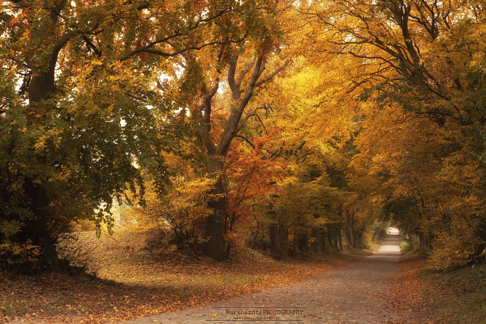 Allee bei Zirkow