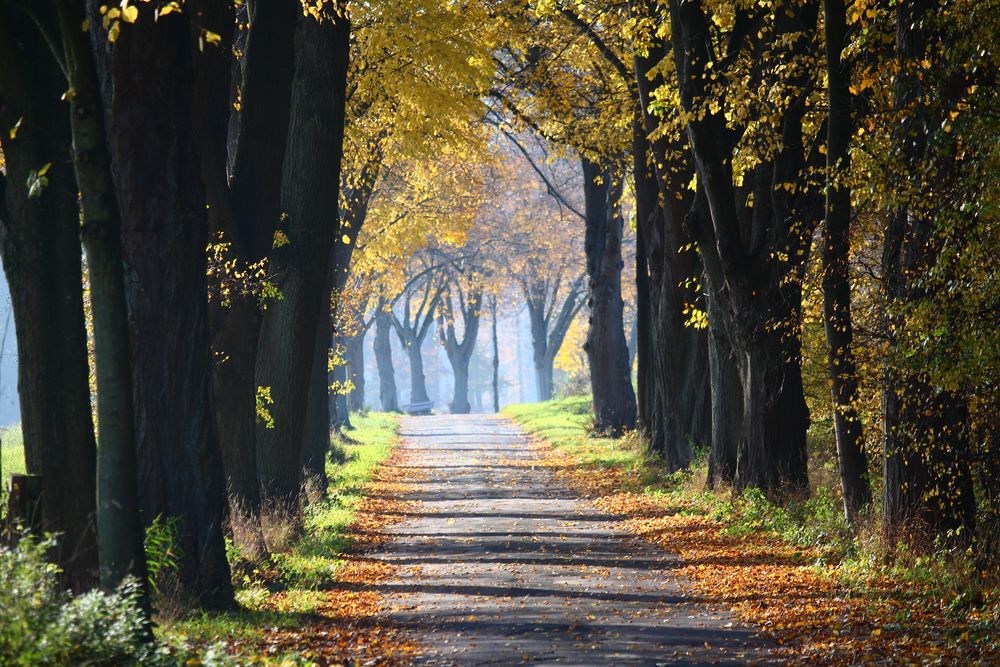 Allee Foto & Bild | deutschland, europe, nordrhein- westfalen Bilder ...