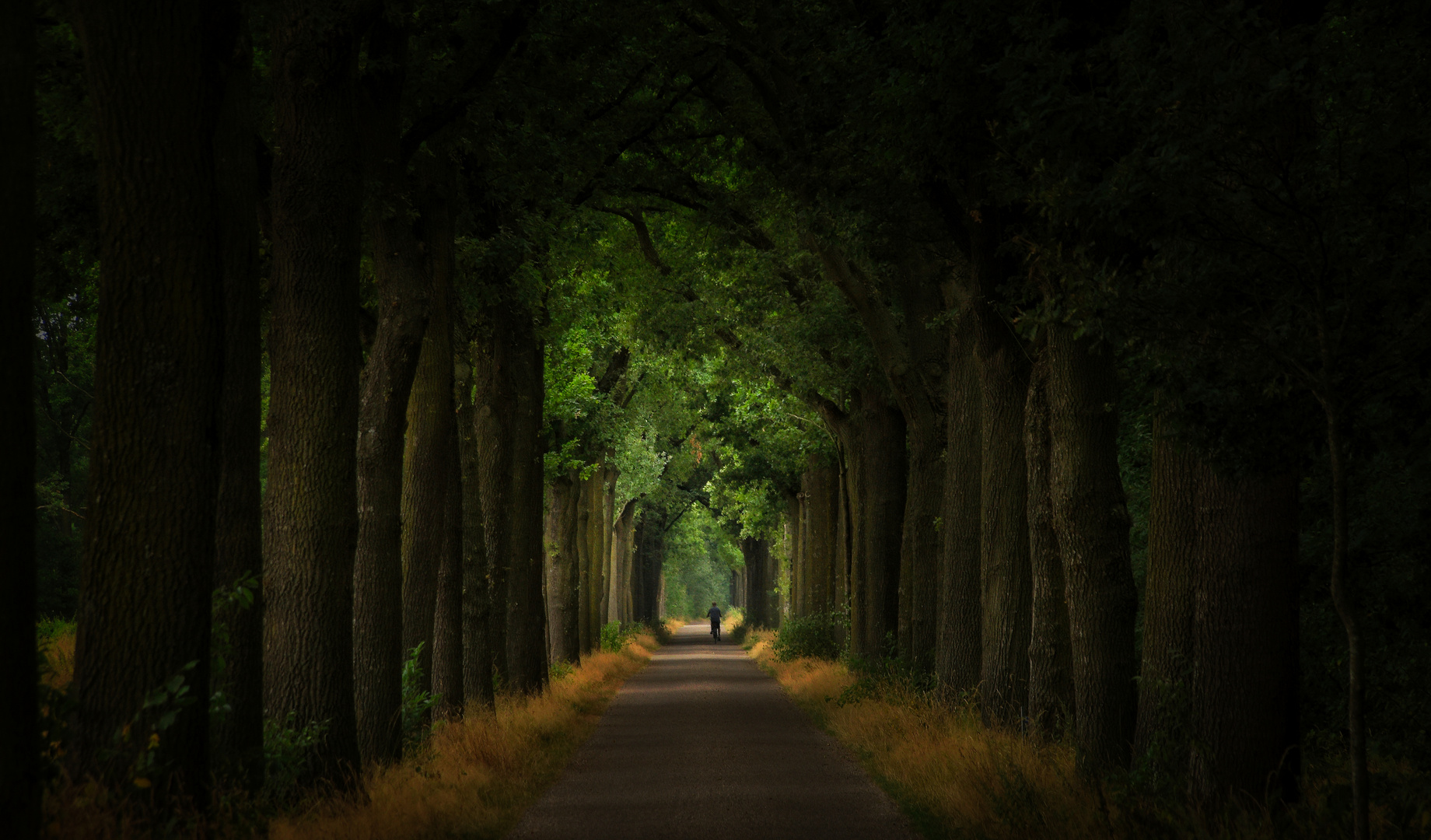 Allee Foto & Bild | landschaft, jahreszeiten, sommer Bilder auf ...