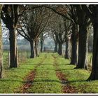 Allée d'arbres