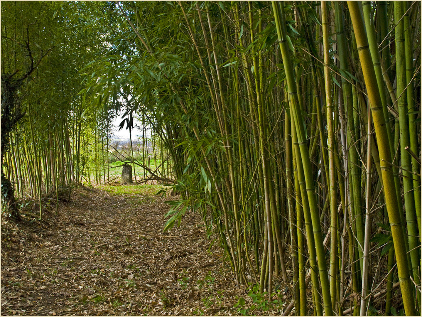  Allée de bambous  --  Caussens (Gers)