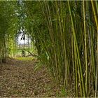  Allée de bambous  --  Caussens (Gers)