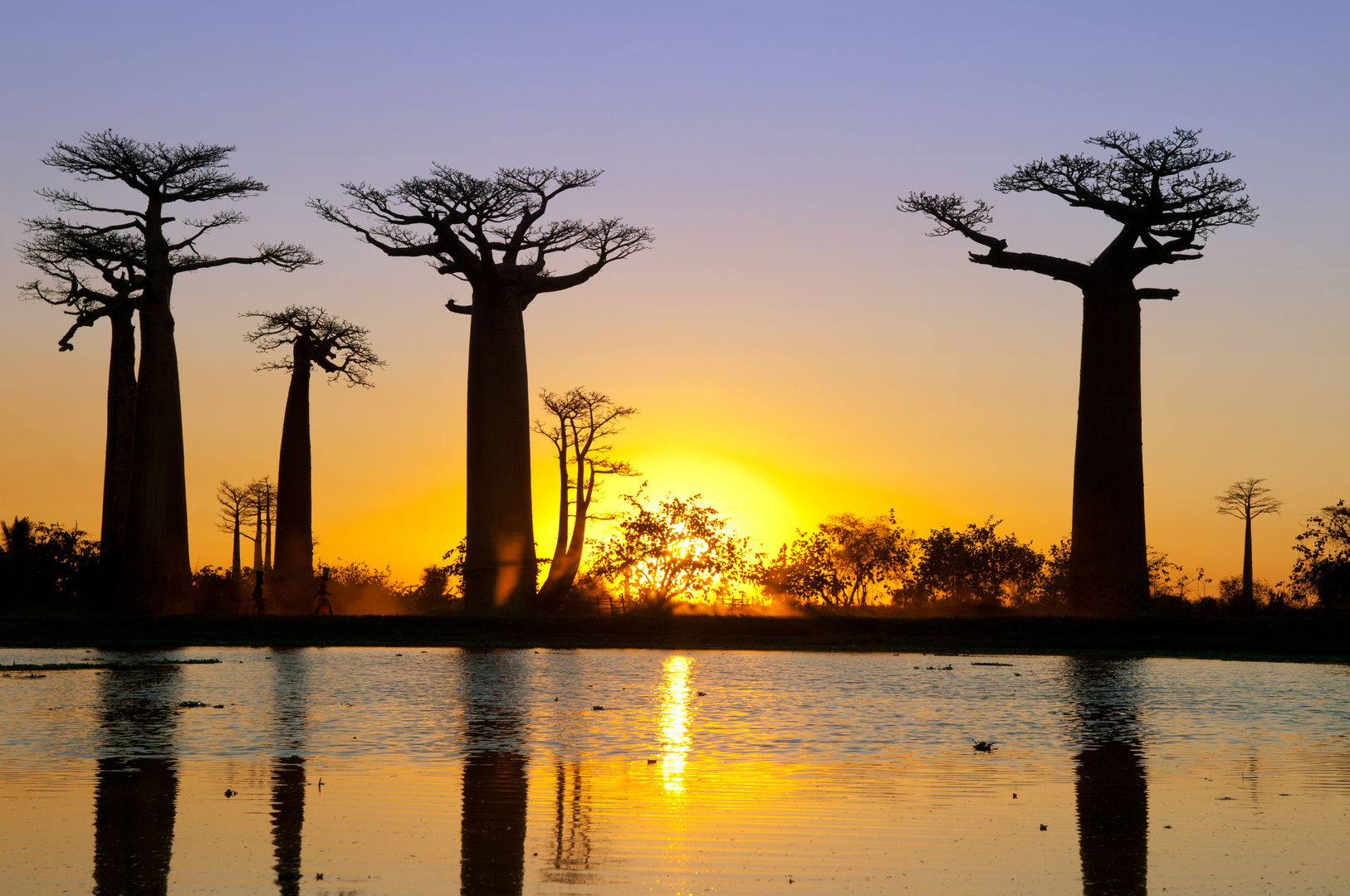 Allee de Baobab