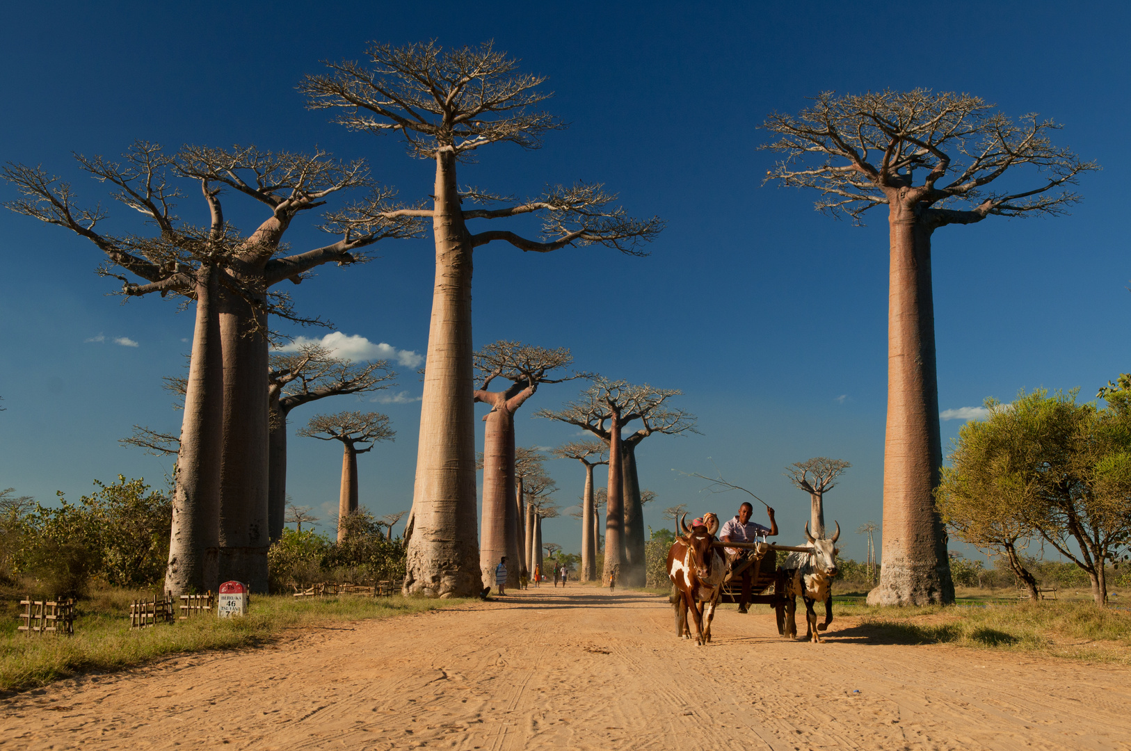 Allee de Baobab Morondava