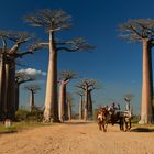 Allee de Baobab Morondava