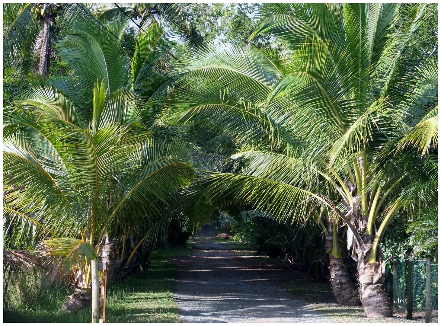 Allée de cocotiers nains