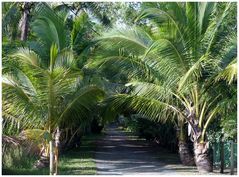 Allée de cocotiers nains