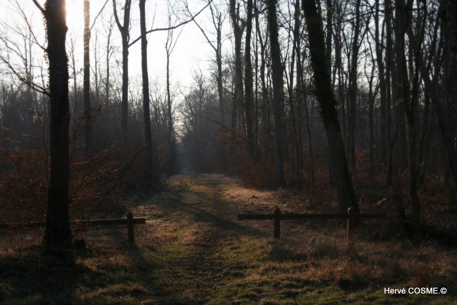 Allée de forêt...