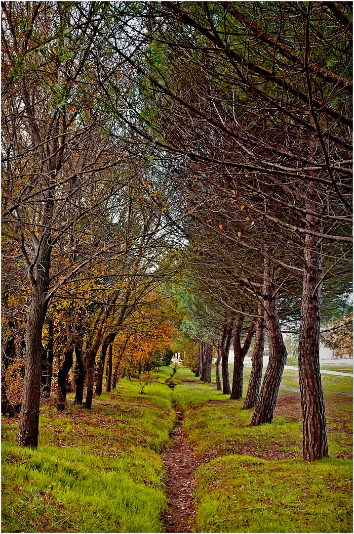 Allée de l'étang de Font Merle