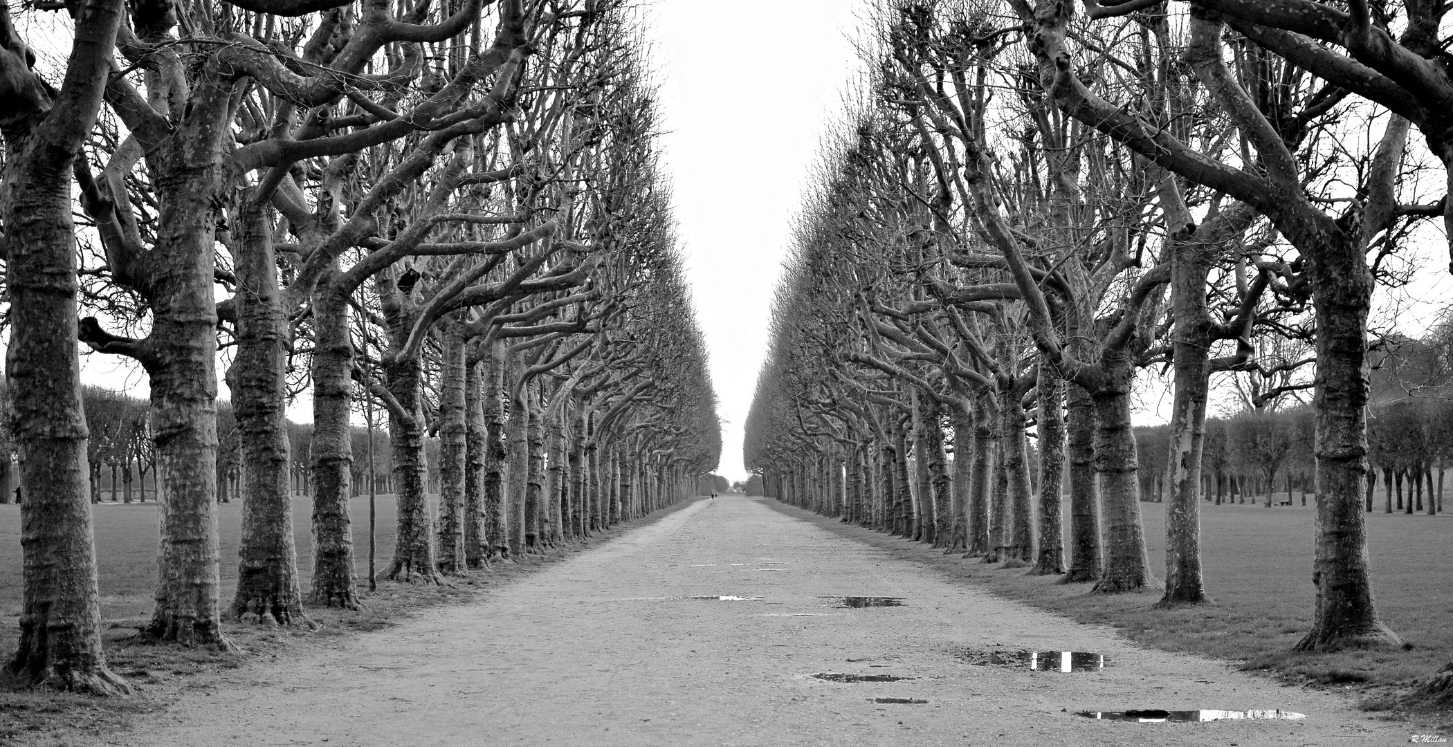 Allée de l'Orangerie