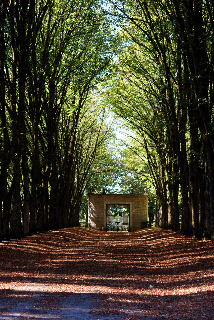 Allée d'entrée chateau de Ray sur Saône