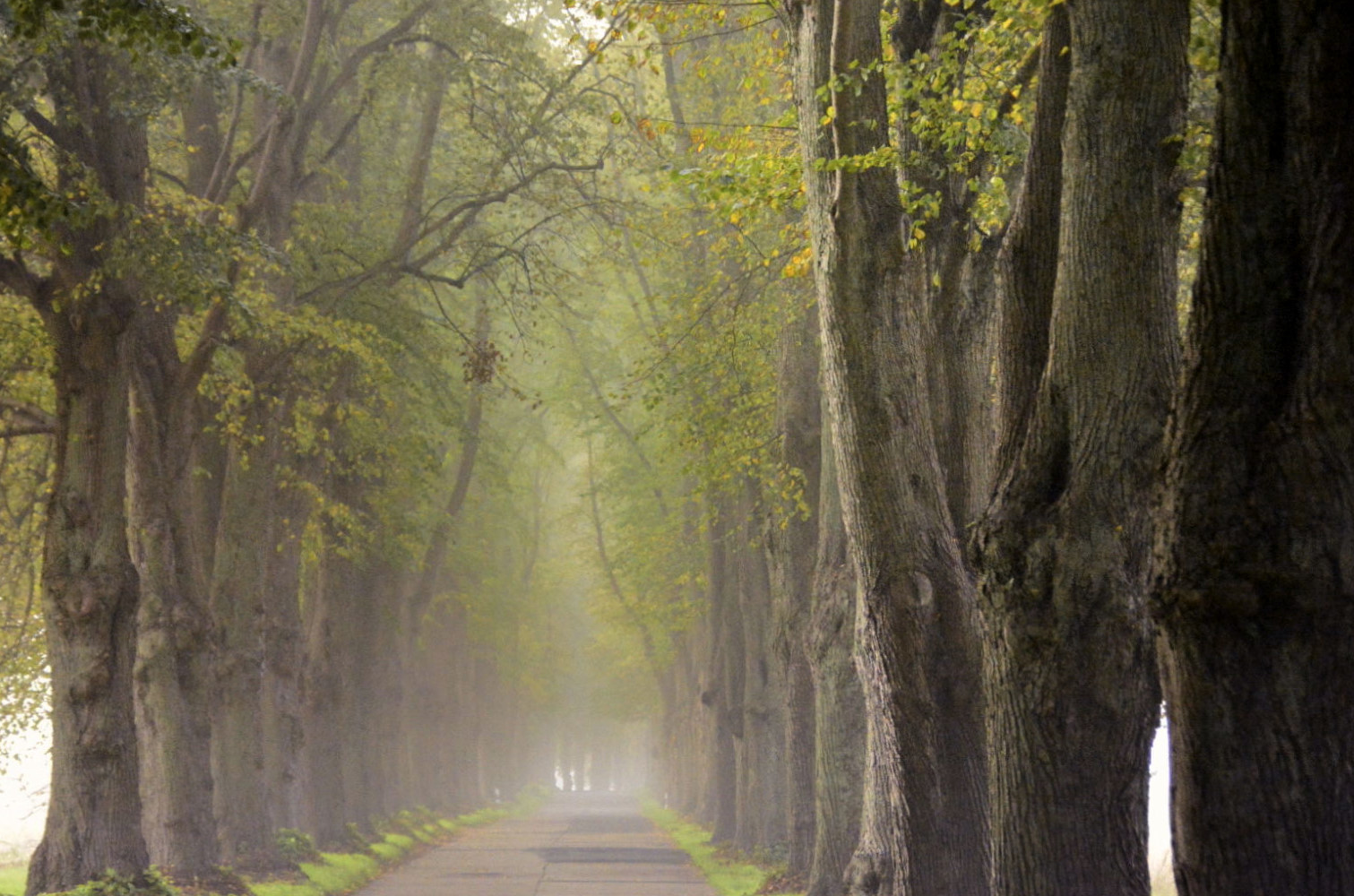 Allee der 300 Linden