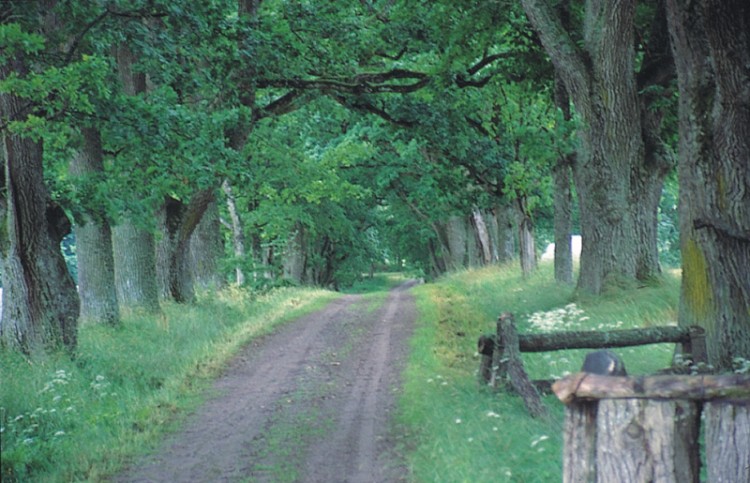 Allee der Alten