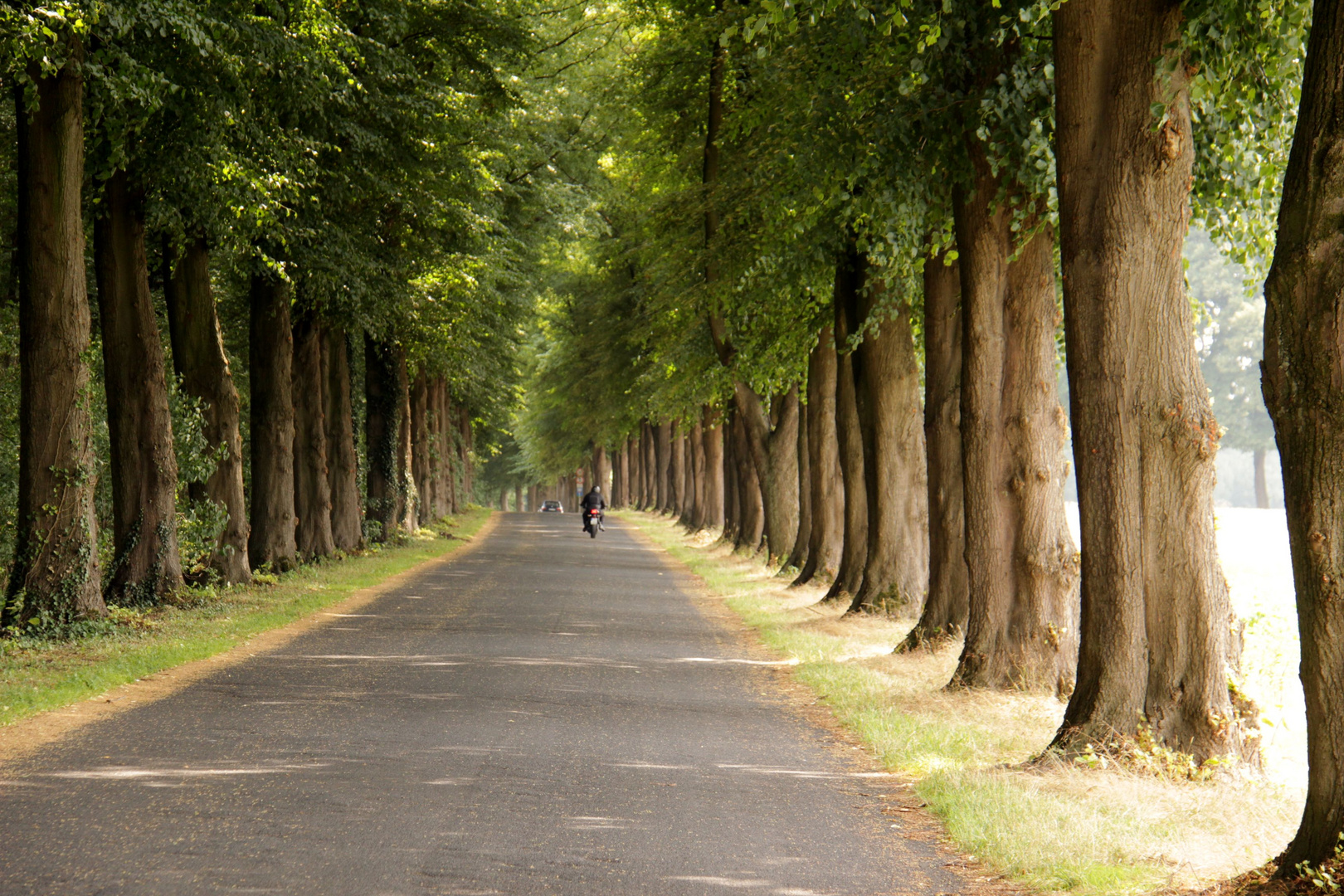 Allee der Linden