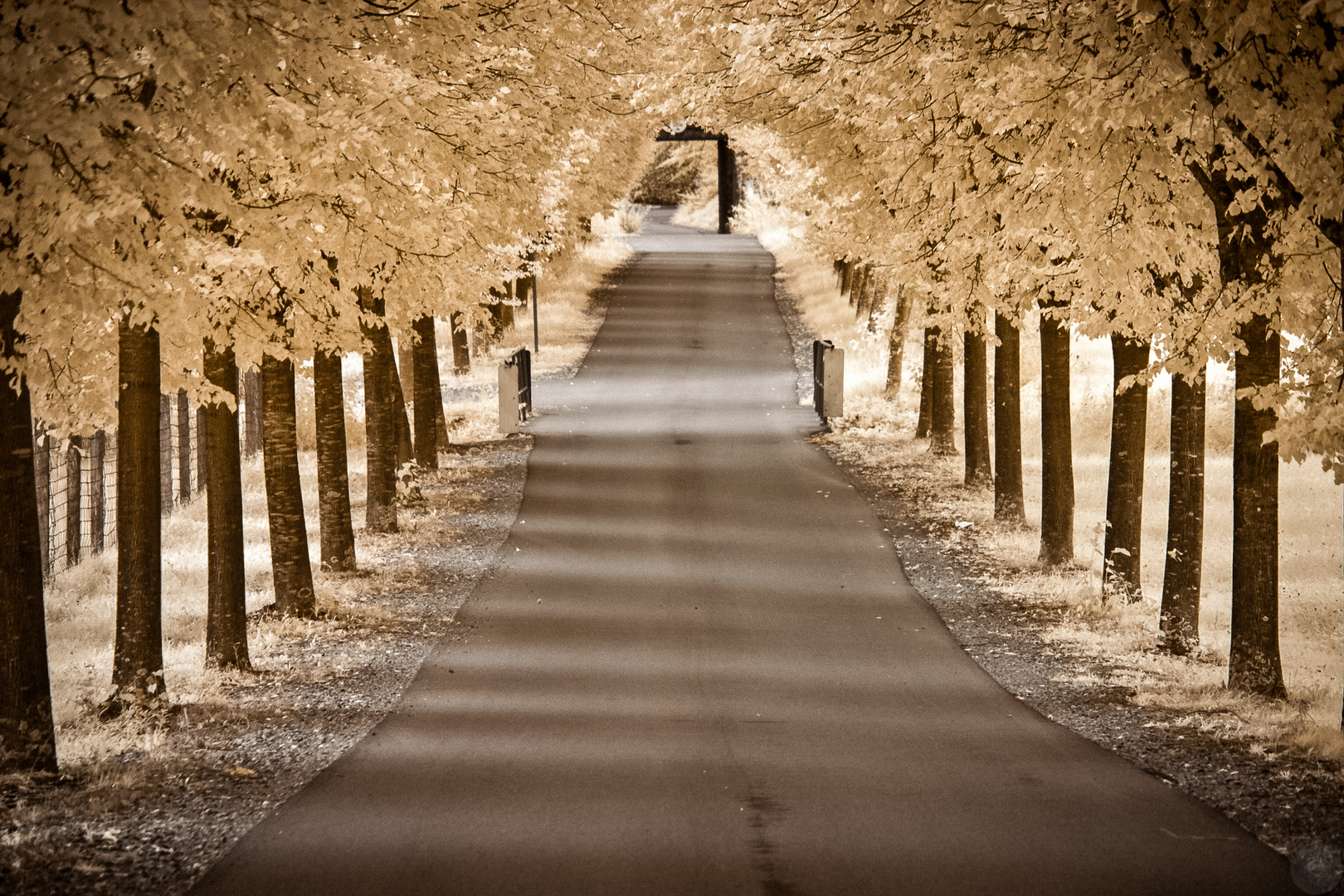 Allee der Träume