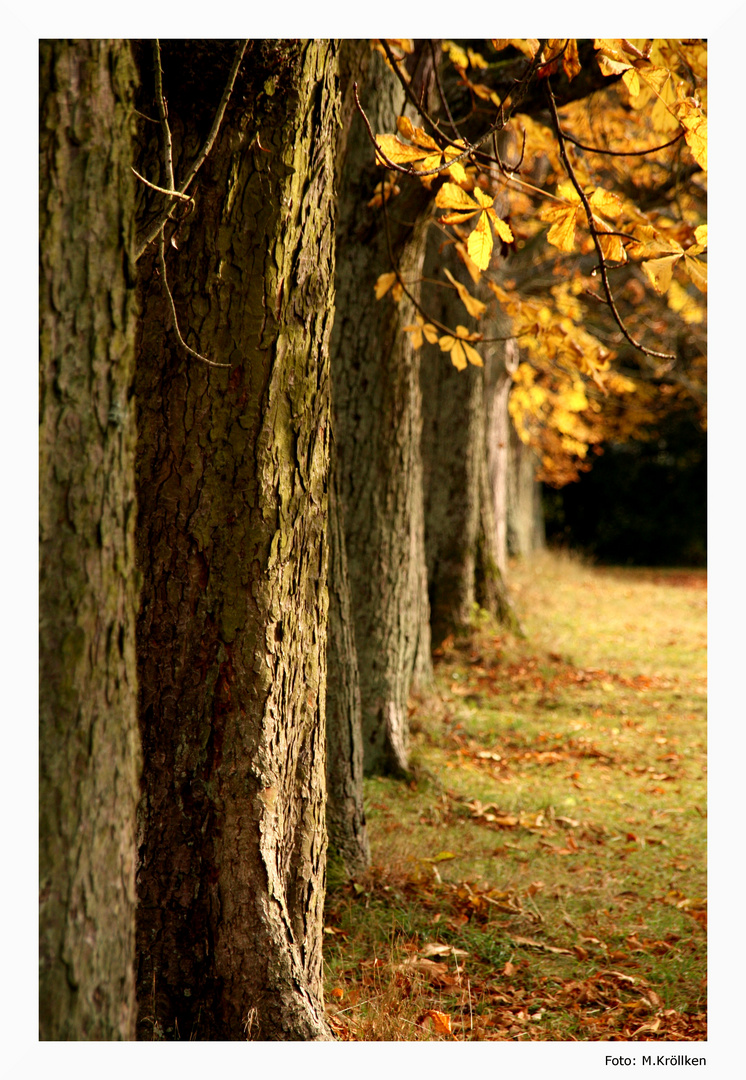 Allee der Träume