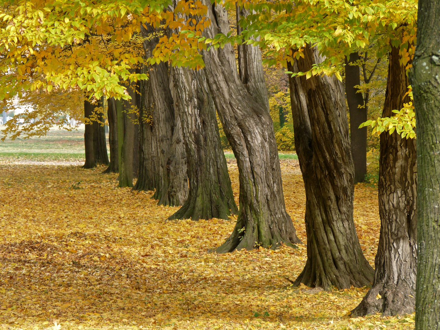 Allee der unentschlossenen Farben