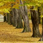 Allee der unentschlossenen Farben