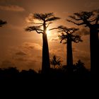 Alleé des Baobab