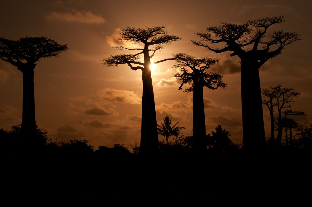 Alleé des Baobab