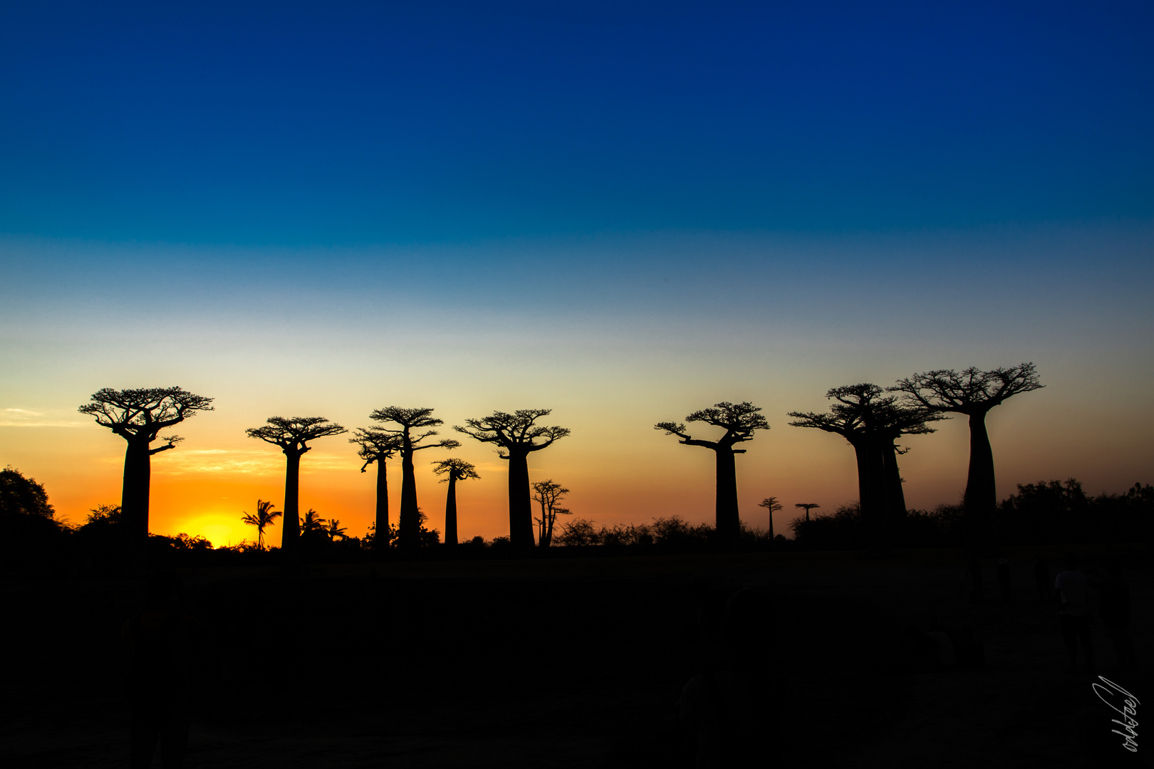 Allée des Baobabs