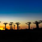 Allée des Baobabs