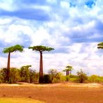  Allée des baobabs