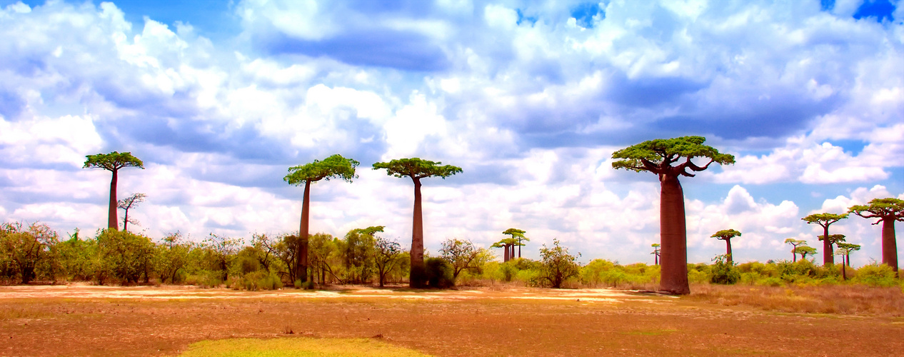  Allée des baobabs
