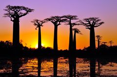 alleé des baobabs,morondava