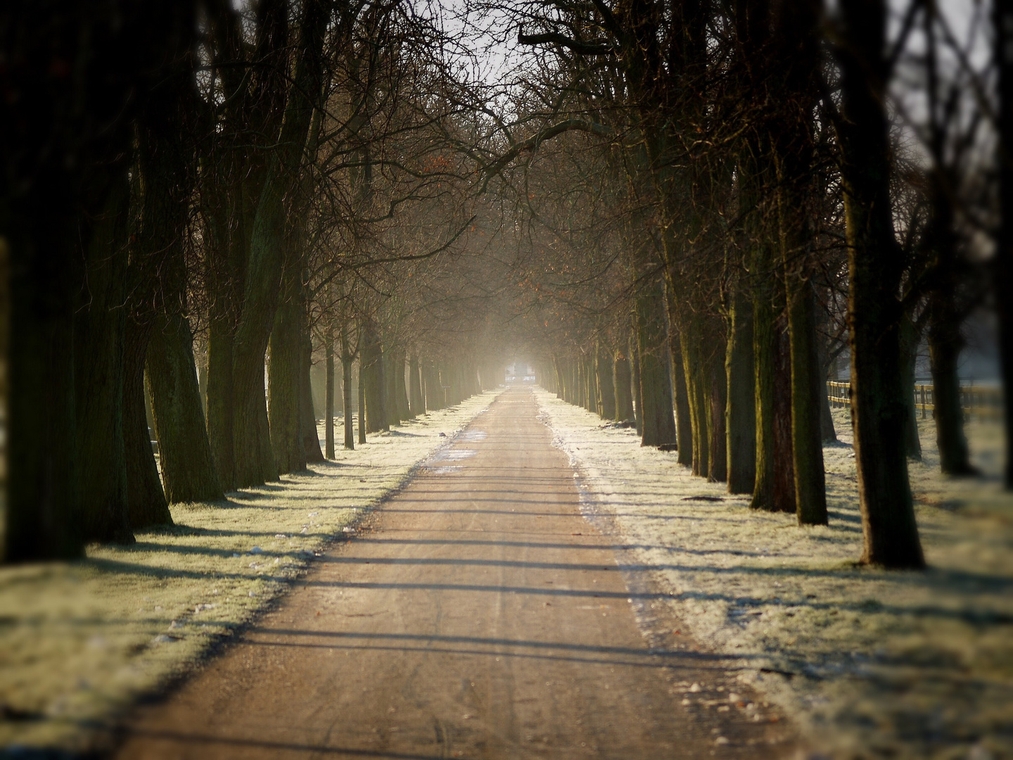 Allee des Haupt- und Landgestüt im Herbst