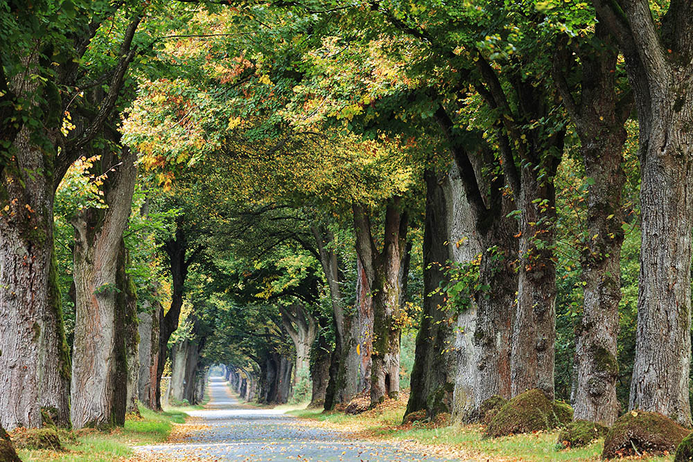 Allee des Jahres 2013 - Tunnelblick