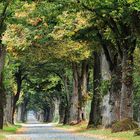 Allee des Jahres 2013 - Tunnelblick