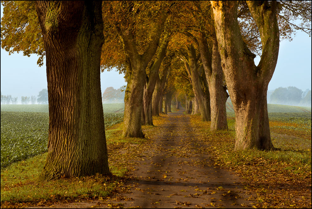 Allee des Jahres 2016